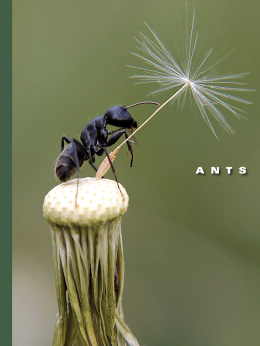 Title details for Ants by Sophie Lockwood - Available
